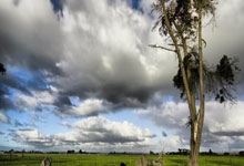 狗子28：[中超]李新翔一射两传 海港客场逼平西海岸.